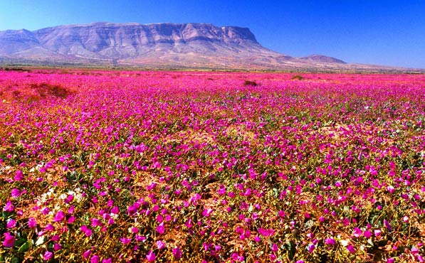 Qué visitar en Chile Desierto Atacama