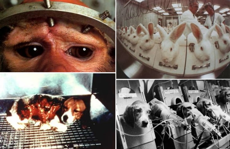 Read more about the article Marcas que no testean en animales @teprotejo