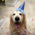 “Puppy shower”: la tendencia de festejar cumpleaños y nacimientos de mascotas