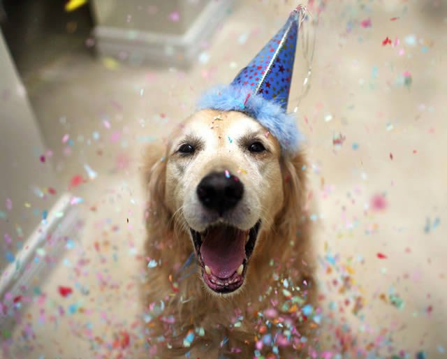You are currently viewing “Puppy shower”: la tendencia de festejar cumpleaños y nacimientos de mascotas