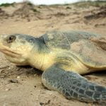 El video de esta tortuga llama a reducir el uso de plástico