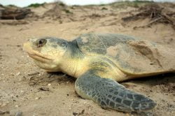 Read more about the article El video de esta tortuga llama a reducir el uso de plástico