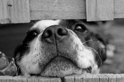 Read more about the article Cosas que hacen los humanos que los perros odian