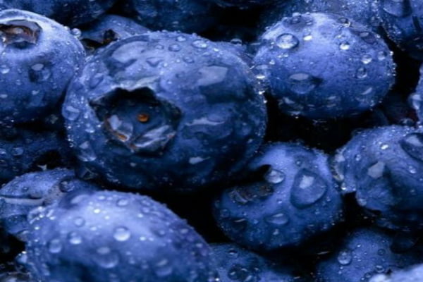 Read more about the article Beneficios del blueberry o arándano azul