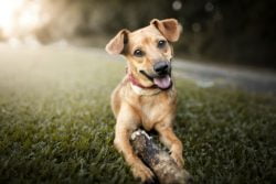 Read more about the article Carta para mi perro perdido: espero que hayas sido feliz