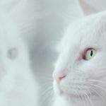 Gato persa: 10 razones para que ames esta raza