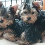 Adopción de cachorros: por qué es mejor que comprar