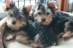 Read more about the article Adopción de cachorros: por qué es mejor que comprar