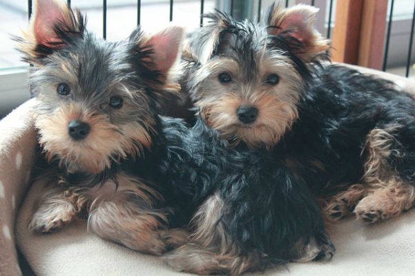 You are currently viewing Adopción de cachorros: por qué es mejor que comprar