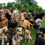 Santuario en Costa Rica es el hogar de 900 perros