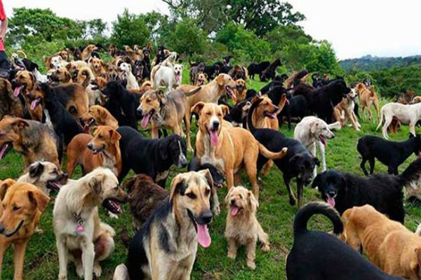 Read more about the article Santuario en Costa Rica es el hogar de 900 perros
