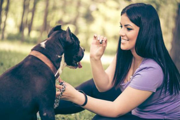 Read more about the article Estudio comprobó que los perros entienden qué se les dice