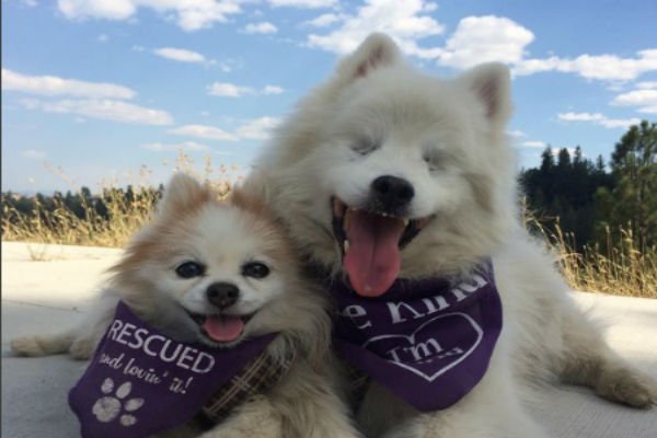 Read more about the article Este perro ciego y su pequeño amigo son un dúo inseparable