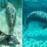 Buzos encontraron dugongos atrapados en jaulas al fondo del océano