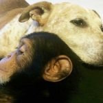 Perrita rescatada ayuda a sus dueños salvando chimpancés