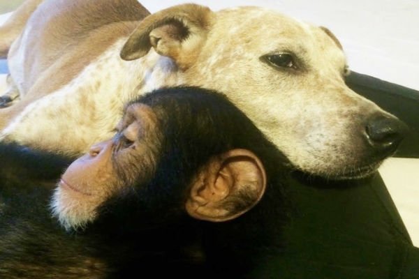 You are currently viewing Perrita rescatada ayuda a sus dueños salvando chimpancés