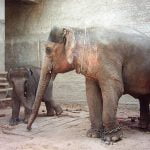 Elefantes en Asia: lanzan documental que muestra la cruda realidad