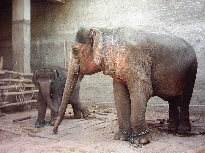 Read more about the article Elefantes en Asia: lanzan documental que muestra la cruda realidad