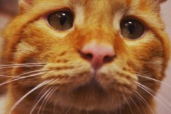 Read more about the article BenBen, conoce la conmovedora historia de este gato