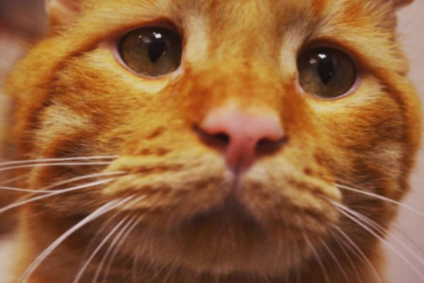 You are currently viewing BenBen, conoce la conmovedora historia de este gato