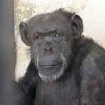 La chimpancé Cecilia será trasladada a un santuario