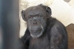 Read more about the article La chimpancé Cecilia será trasladada a un santuario