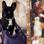 Mascotas de celebridades que tienen su propia cuenta en Instagram