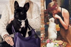Read more about the article Mascotas de celebridades que tienen su propia cuenta en Instagram
