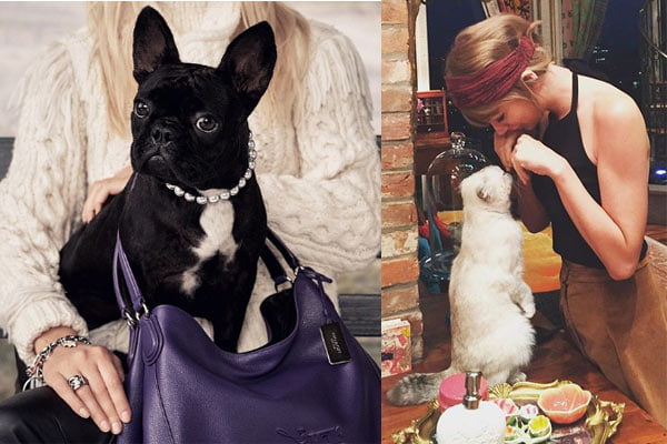 You are currently viewing Mascotas de celebridades que tienen su propia cuenta en Instagram