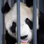 Triste noticia: murió el panda más longevo del mundo