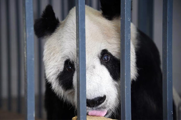 Read more about the article Triste noticia: murió el panda más longevo del mundo