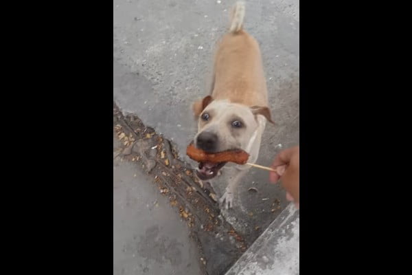Read more about the article Increíble gesto de una perrita al recibir comida en la calle