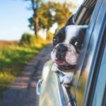 Tips para viajar con tu mascota en vacaciones