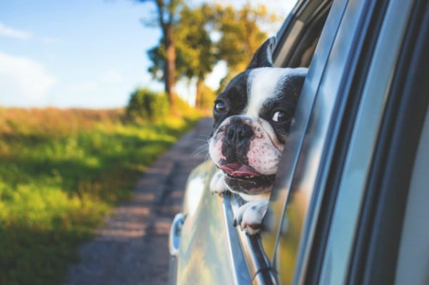 Read more about the article Tips para viajar con tu mascota en vacaciones