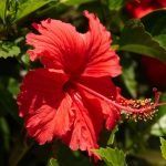¡Sorprendente! La flor de jamaica es mejor antibacterial que el cloro