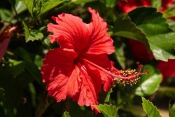 Read more about the article ¡Sorprendente! La flor de jamaica es mejor antibacterial que el cloro