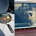 Este experimento te dejará claro que no puedes dejar a tus mascotas en el auto estacionado