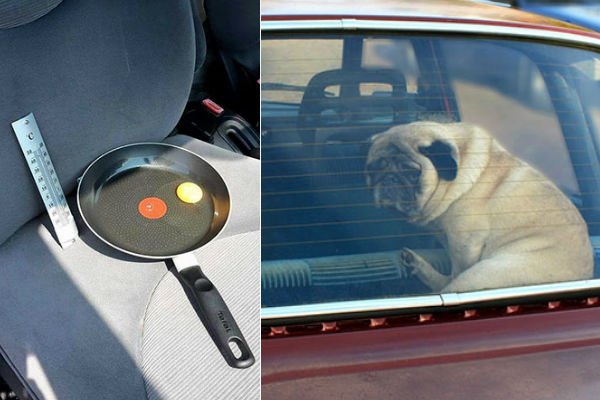 You are currently viewing Este experimento te dejará claro que no puedes dejar a tus mascotas en el auto estacionado