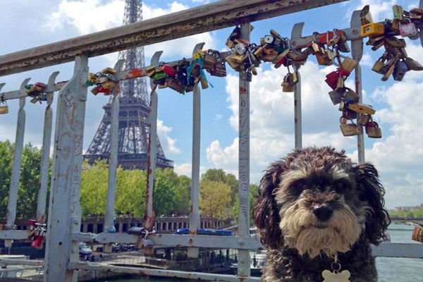You are currently viewing De la calle a París! Este perro fue adoptado y lo llevaron a recorrer el mundo