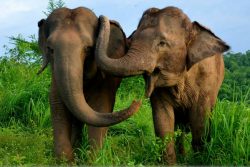 Read more about the article Por esta razón NUNCA deberías montar un elefante durante tus vacaciones