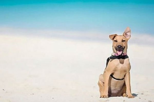 Read more about the article La fantástica isla paradisíaca que alberga perros abandonados