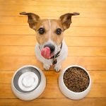 Alimentos humanos que son seguros para tu perro