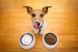 Read more about the article Alimentos humanos que son seguros para tu perro