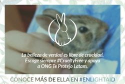 Read more about the article ONG Te Protejo se une a Enlightaid para lograr una América Latina Cruelty Free