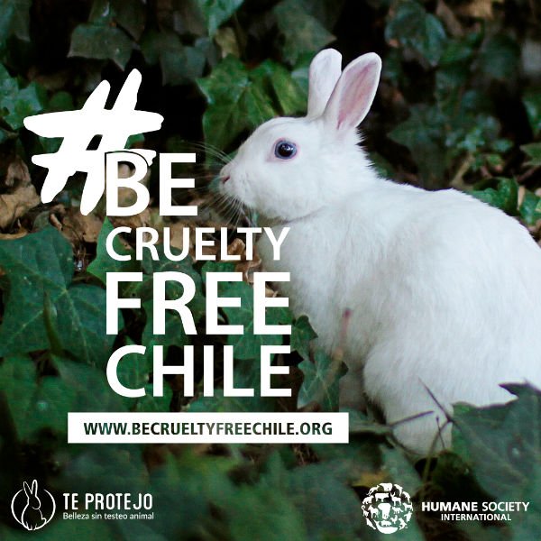 You are currently viewing La campaña que busca prohibir el testeo en animales para cosmética