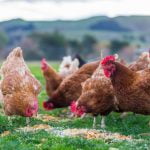 #ChilelibredeJaulas: la campaña que busca terminar con el maltrato de las gallinas