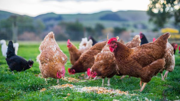 Read more about the article #ChilelibredeJaulas: la campaña que busca terminar con el maltrato de las gallinas