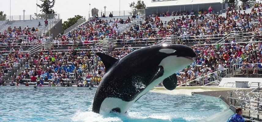 You are currently viewing Tripadvisor no venderá más entradas para shows que usen ballenas o delfines en cautiverio