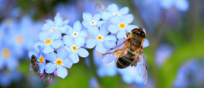 Read more about the article Científica descubre nueva abeja nativa y la bautiza en honor a mujeres en las ciencias