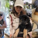 Miley Cyrus, Selena Gomez y otras estrellas están adoptando mascotas durante sus cuarentenas